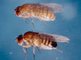 Photo montrant la plasticité phénotypique chez deux femelles de D. melanogaster élevées à 30°C (en haut) et à 17°C (en bas). Noter la taille de l’aile plus grande et la pigmentation plus foncée lorsque le développement a lieu à plus basse température.